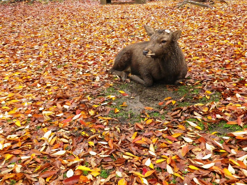 奈良公園で落ち葉の上に憩う鹿