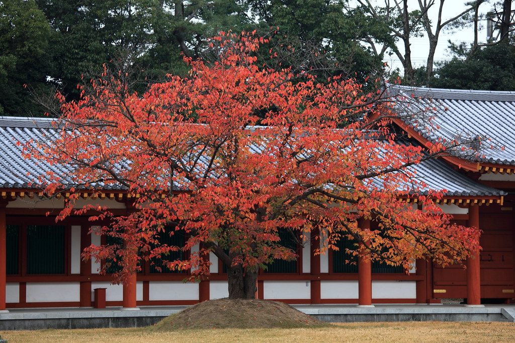 朱塗りの伽藍の前に立つ真紅の紅葉